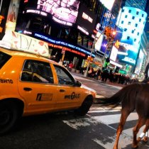 police officer with his horse at NYC - Alain Montaufier Photographe Poitiers- Manhattan -policier - cop - time square