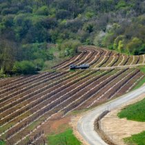 plantations aux abords de la ligne à grande vitesse Sud Europe Atlantique - département 86 - Lisea - photo Alain Montaufier